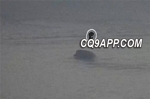 2023112813 南京野猪水下穿江惊叹众人：快速横渡长江还躲避轮船