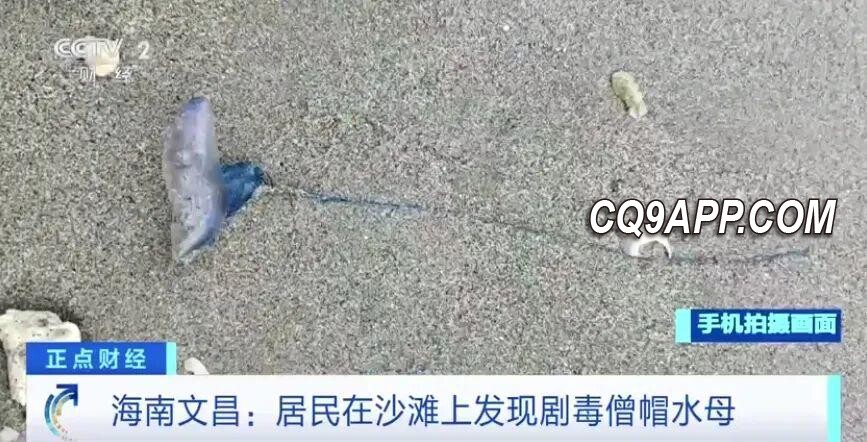 2023120915 海南沙滩现剧毒水母 警示游客切勿接触