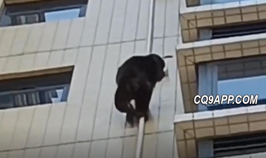 2023120921 疑似野生黑猩猩韶关居民区攀爬楼体 物业与林业部门联动应对
