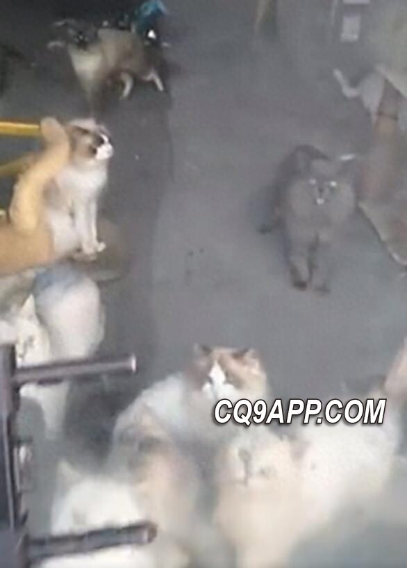 2023121111 重庆猫咖争议事件：店主称视频造谣，猫咪未遭遗弃
