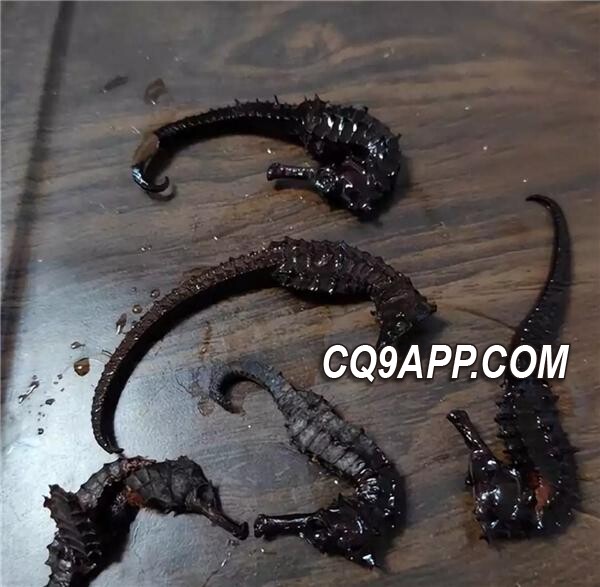 2023121211 揭秘：肇庆男子药酒中的海马竟是塑料制品