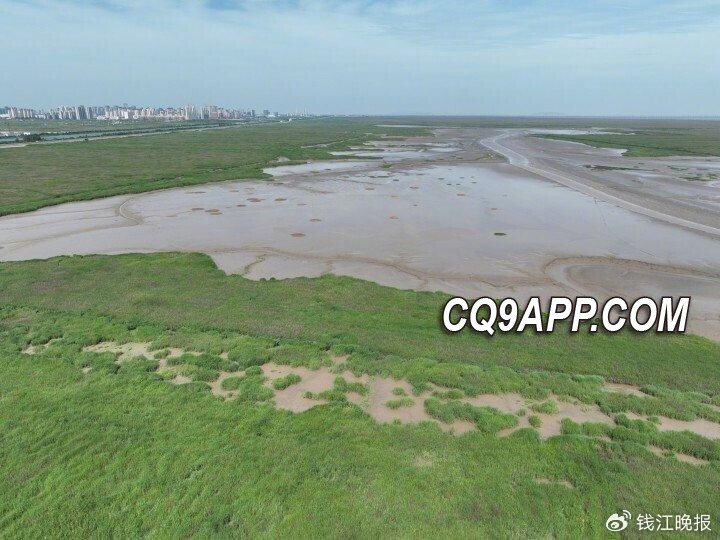 2023121322 浙江省布局根除入侵植物互花米草，势在必行