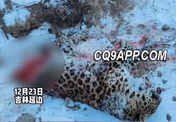 2023122413 森林之王的致命冲突：东北虎猎杀东北豹事件震惊野生动物保护区