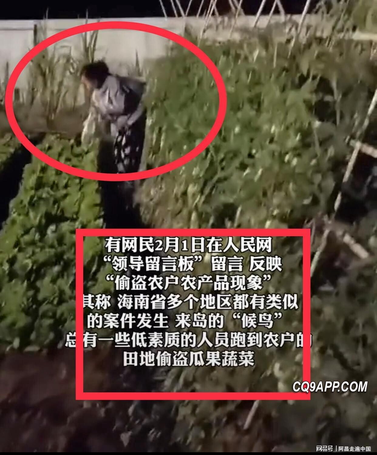 2024021121 偷菜候鸟老人破坏海南文明旅居形象，岛民怒呼禁止再来
